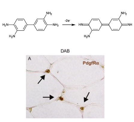 3,3'-Diaminobenzidine 