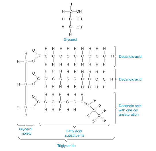 structure of Glycerol