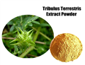 tribulus terrestris P.E.