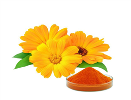 Marigold Flower Extract