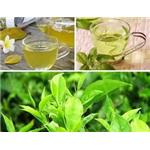 Green Tea Extract; (-)-Epigallocatechin gallate EGCG