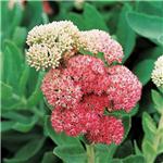 Rhodiola Rosea Extract