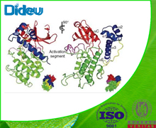 PROTEASE 