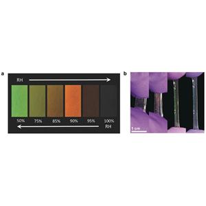 Liquid Crystal Elastomer 