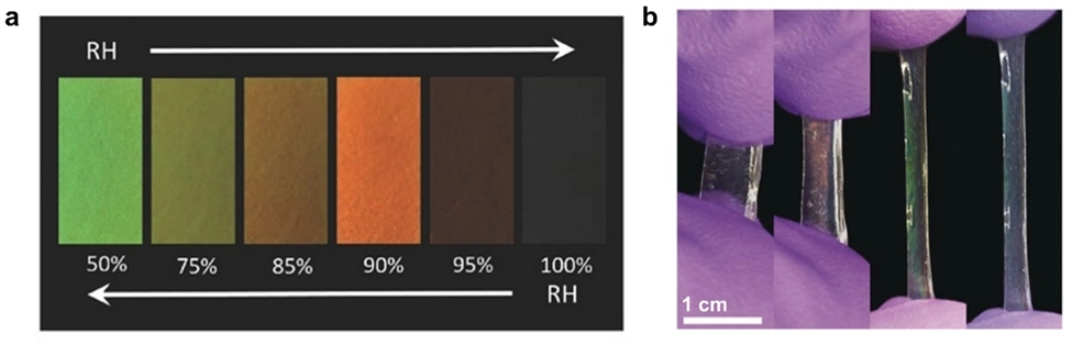 Liquid Crystal Elastomer 