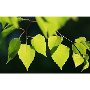 Birch Leaf Extract