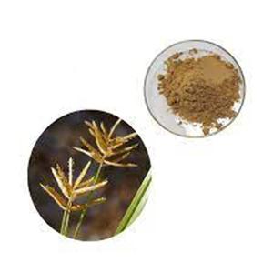 Cyperus Esculentus Extract