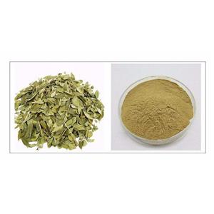 Buchu Leaf Extract