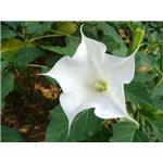 Scopolamine hydrobromide; Flos?daturae extract