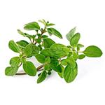 Oregano extract; Origanum extract