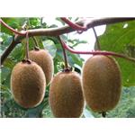 Actinidia chinensis, ext.;  Kiwi Extract