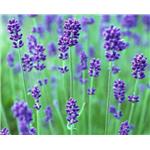 Lavander oil