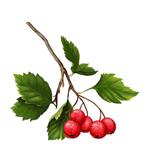 Hawthorn leaf extract flavonoids