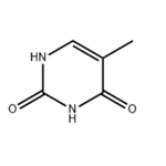 Thymine