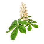 Escin; Horse chestnut extract