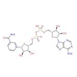 53-84-9 β-Nicotinamide adenine dinucleotide