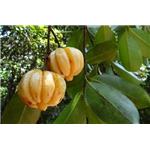 Garcinia cambogia extract