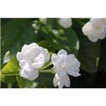 Jasmine Oil; Jasmine Flower Oil