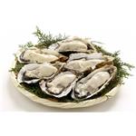 OYSTER EXTRACT