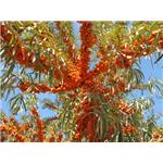 Sea buckthorn, Hippophae rhamnoides, ext.