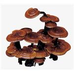 Ganoderma triterpenes