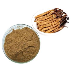 Cordyceps powder