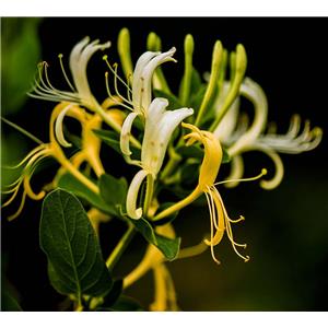 Honeysuckle absolute