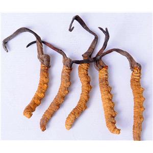 Cordyceps polysaccharide