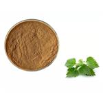 Urtica cannabina powder