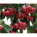 Hawthorn Fruit P.E.