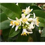 Neroli oil