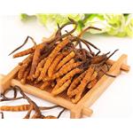 CORDYCEPS pictures