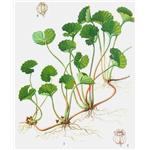 Centella asiatica extract