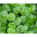 Centella asiatica extract