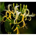 Honeysuckle absolute