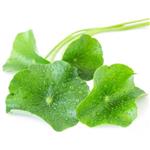 Centella asiatica extract