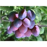 Black plum extract