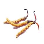 Powdered Cordyceps Mortierella Mycelia