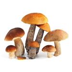 Boletus powder (Boletus extract); Porcini extract