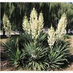 Yucca Extract