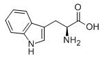 L-tryptophan Structure