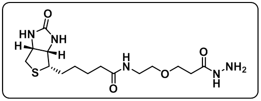 Biotin-PEG1-hydrazide