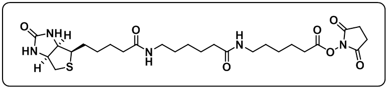 Biotin-LC-LC-NHS