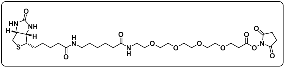 Biotin-LC-PEG4-NHS ester