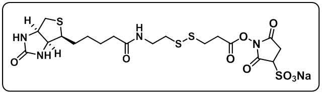 Biotin-SS-Sulfo-NHS ester