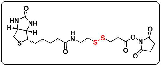 Biotin-SS-NHS ester