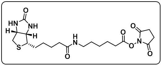 Biotin-LC-NHS