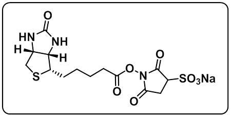 Biotin-Sulfo-NHS ester