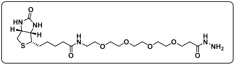 Biotin-PEG4-hydrazide