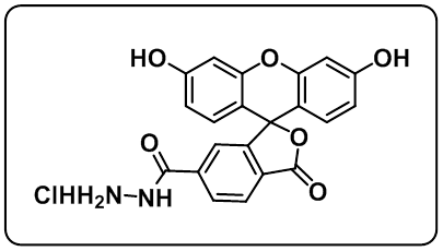 FAM hydrazide,6-isomer